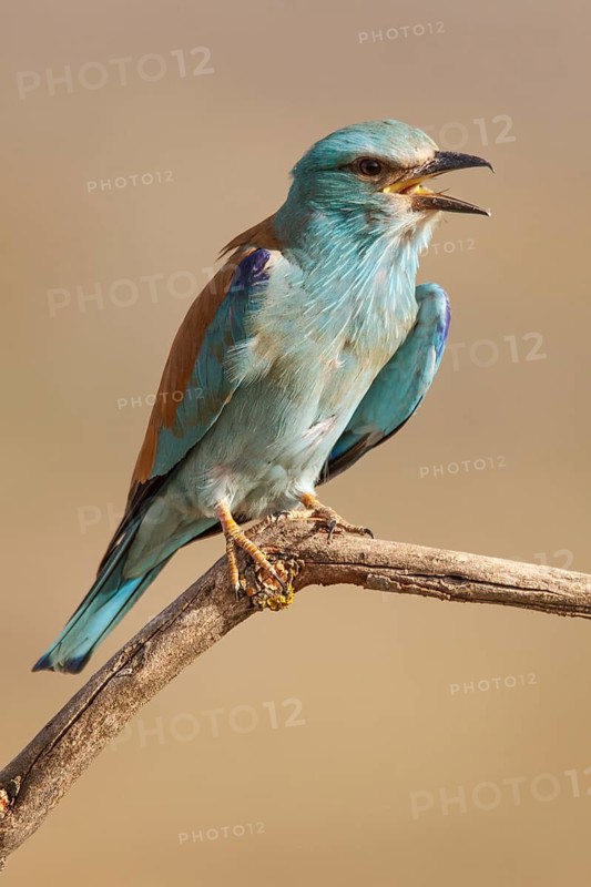 European Roller (Coracias garrulus), perched on a branch calling, Castile-La Mancha