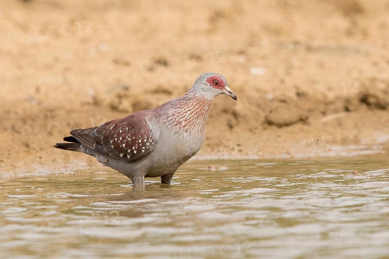 Speckled Pigeon (Columba guinea), Gambia