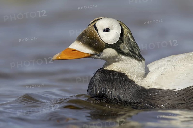 Spectacled Eider (Somateria fischeri) male, Alaska, USA