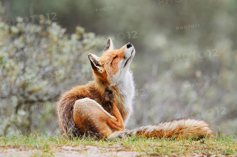 Red fox (Vulpes vulpes) scratching itself, North Holland, Netherlands