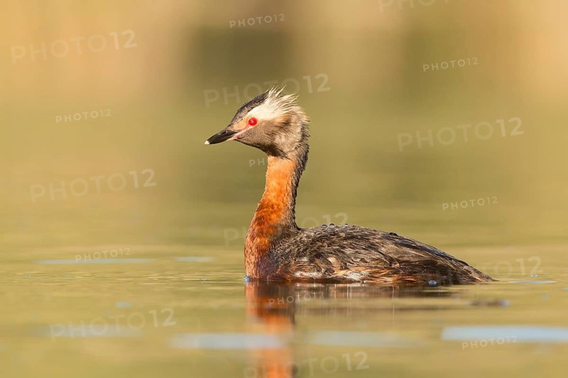 Horned Grebe (Podiceps auritus), British Columbia, Canada
