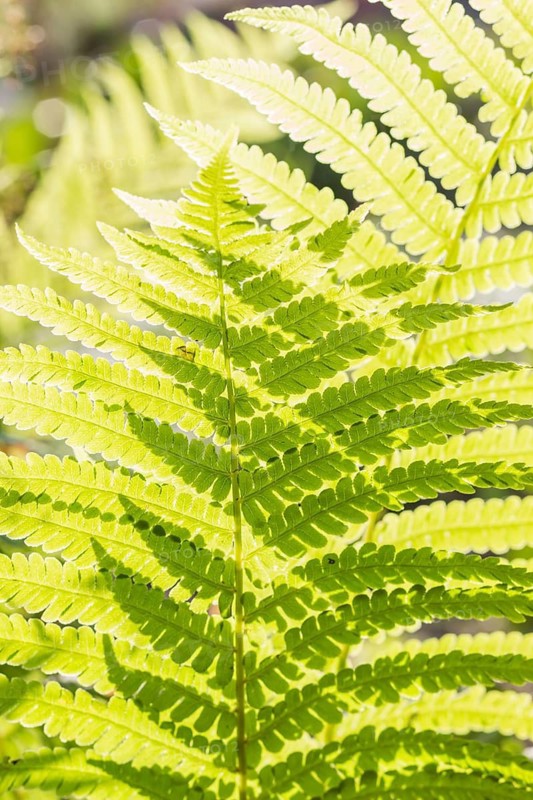 Bright green fern leaves in a botanical garden