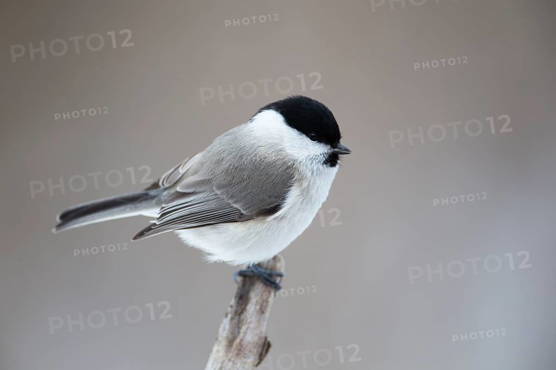Marsh Tit (Poecile palustris hensoni), Hokkaido, Japan