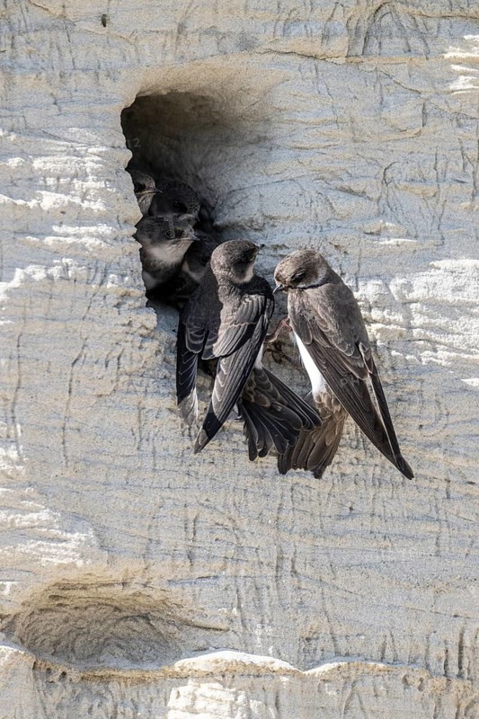 Sand martins (Riparia riparia), Emsland, Lower Saxony, Germany
