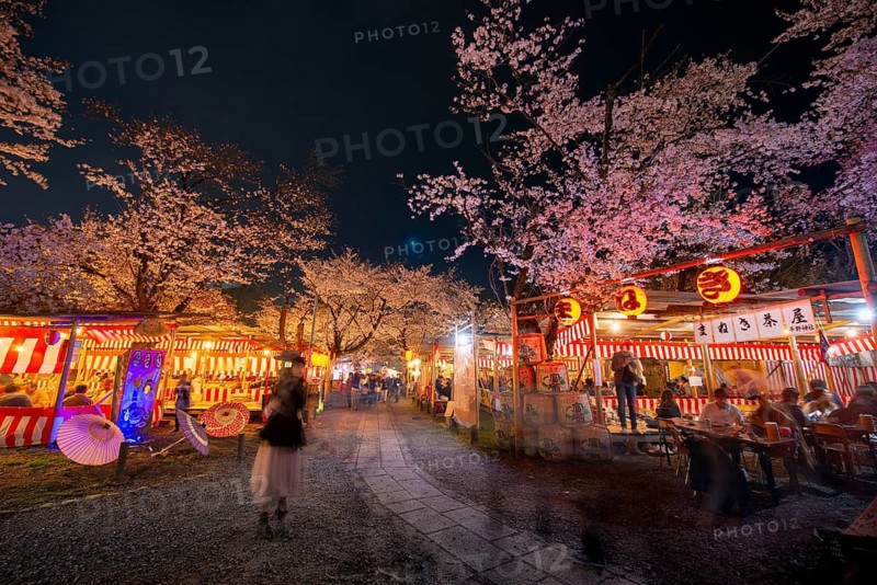 Visitors and food stalls among illuminated blooming cherry trees at Cherry Blossom Festival, Hanami, at night, Hirano Shrine, Kyoto, Japan