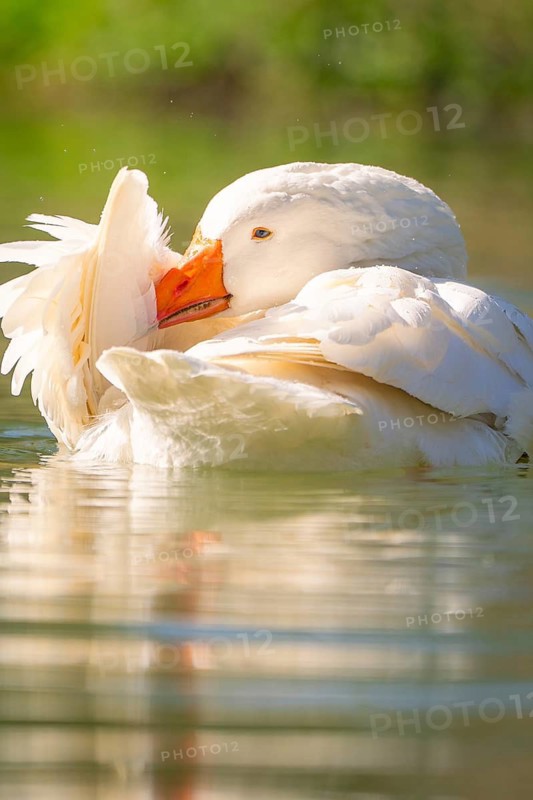 White-fronted goose relaxing in the sunny water, Schwetzingen Palace Gardens, Germany