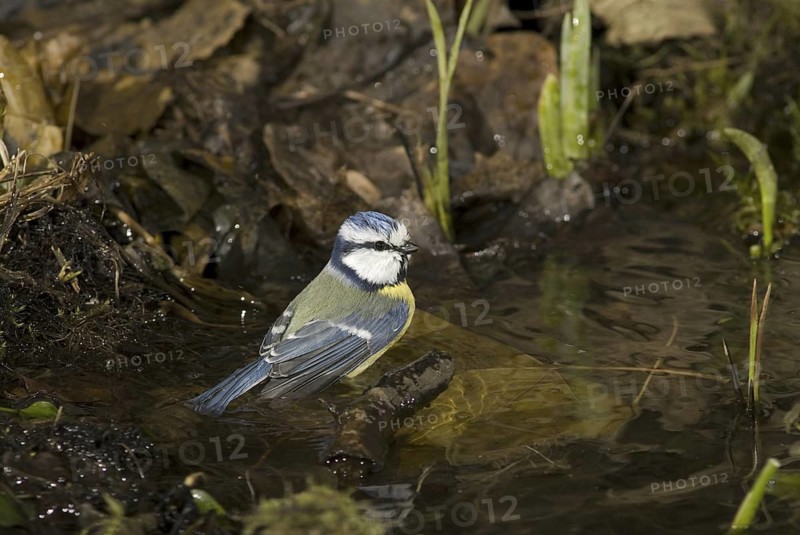 Eurasian Blue Tit (Cyanistes caeruleus), Saxony, Germany