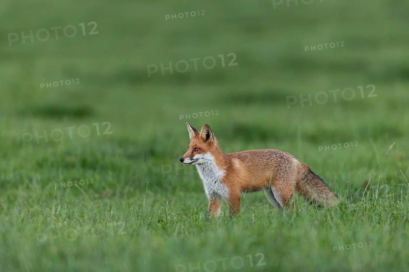 A red fox (Vulpes vulpes) that became independent a few weeks ago, hunting for mice, juvenile, half-grown, August, Germany