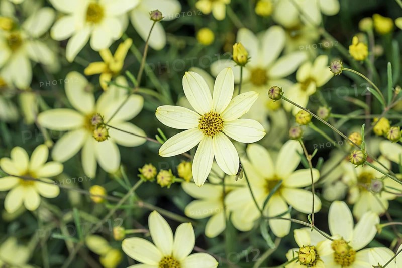 Girl's eye (Coreopsis verticillata 'Moonbeam'),  Germany