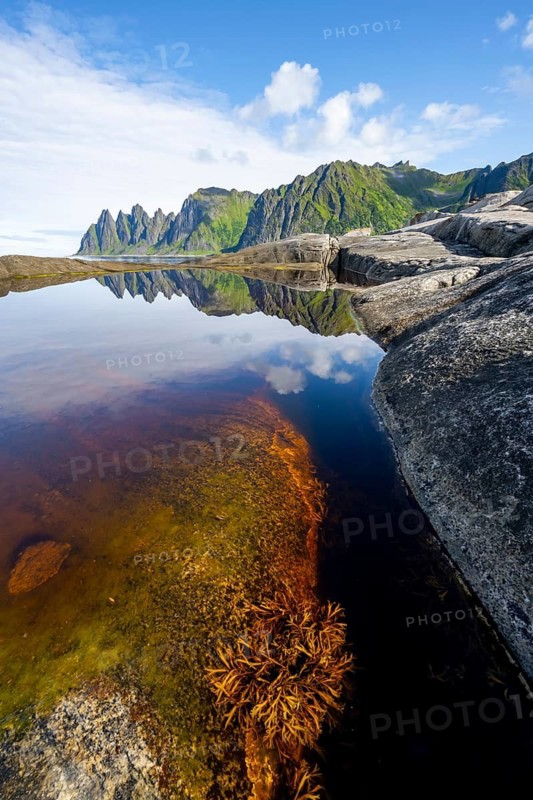 Plants and reflection in the tidal pool, rocky coast of Tungeneset, Devil's Teeth, Okshornan, Ersfjorden, Senja Island, Troms, Norway