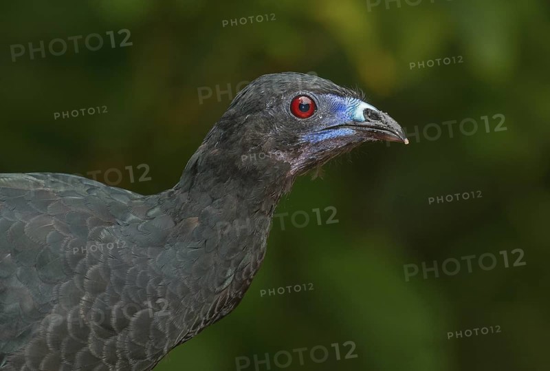 Black Guan (Chamaepetes unicolor), Costa Rica