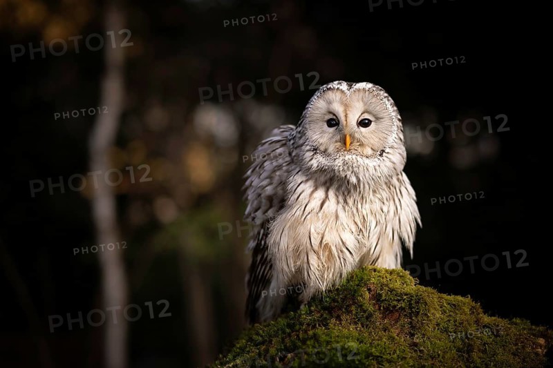 Ural Owl (Strix uralensis) captive, Bavaria, Germany