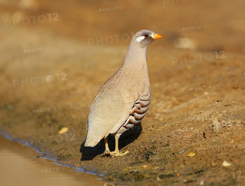 Sand Partridge (Ammoperdix heyi) male, Dofhar, Oman