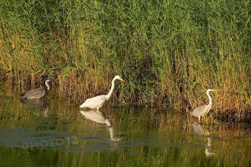 Great White Egret (Ardea alba) and Grey Heron (Ardea cinerea) foraging in the shallow water zone of a lake, wetland, reeds, reed (Phragmites australis), blue water, forest, Lower Saxony, Germany