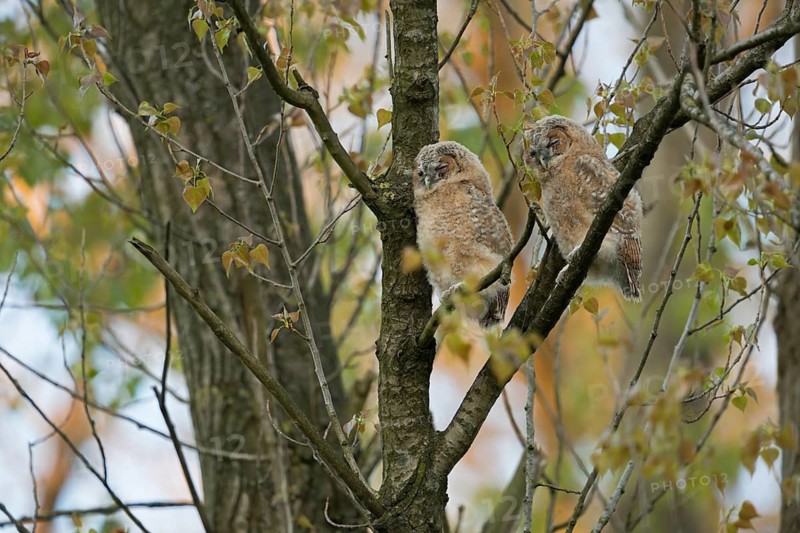 Tawny Owl (Strix aluco) chicks perched on a branch, North Rhine-Westphalia, Germany