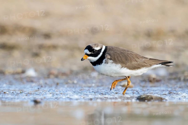 Common Ringed Plover (Charadrius hiaticula) foraging, North Rhine-Westphalia, Germany