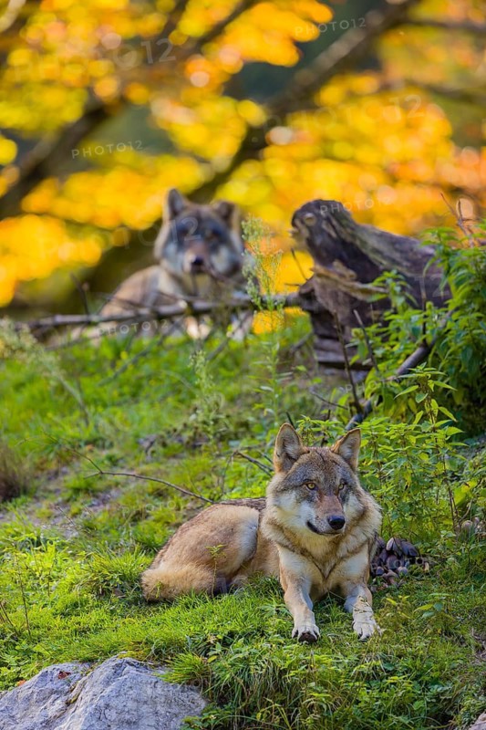 Two eurasian gray wolves (Canis lupus lupus) rest on a small hill between logs and rocks with a colourful fall foliage in the background