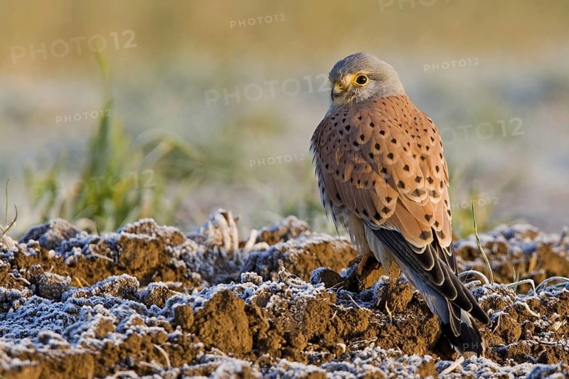 Common Kestrel (Falco tinnunculus), Rhineland-Palatinate, Germany