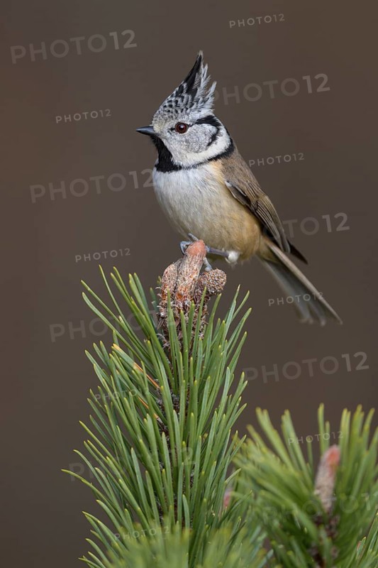 Crested Tit (Lophophanes cristatus), on mountain pine, Biosphere Reserve, Swabian Alb, Baden-Württemberg, Germany