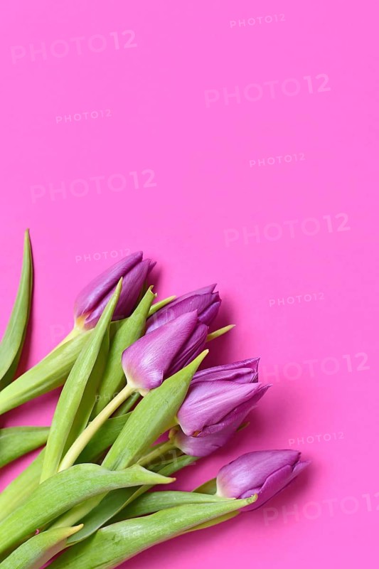 Purple tulip flowers on pink background. Floral spring background with copy space