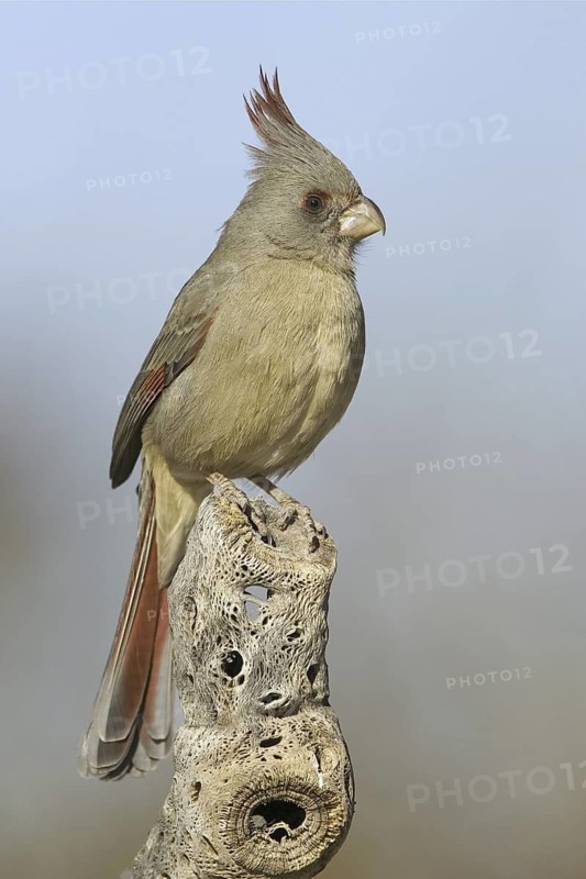 Pyrrhuloxia (Cardinalis sinuatus) female, Arizona, USA