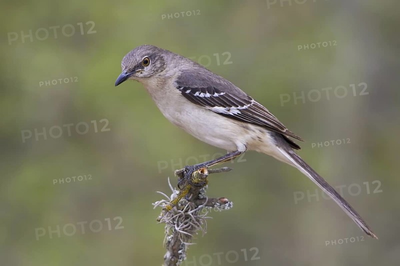 Northern Mockingbird (Mimus polyglottos), Texas, USA