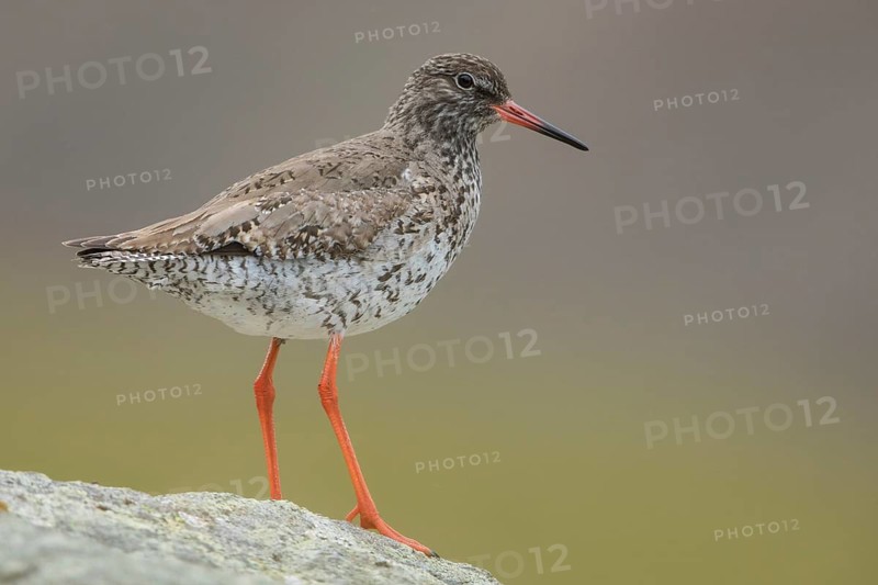 Common Redshank (Tringa totanus) perched on a rock, Iceland