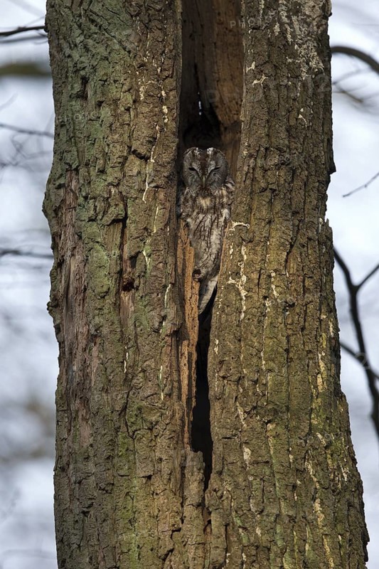 Tawny Owl (Strix aluco), Saxony, Germany