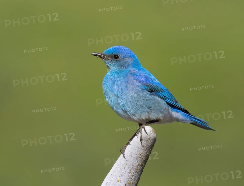 A male Mountain Bluebird, Sialia currucoides, perched in a field, in Saskatchewan, Canada
