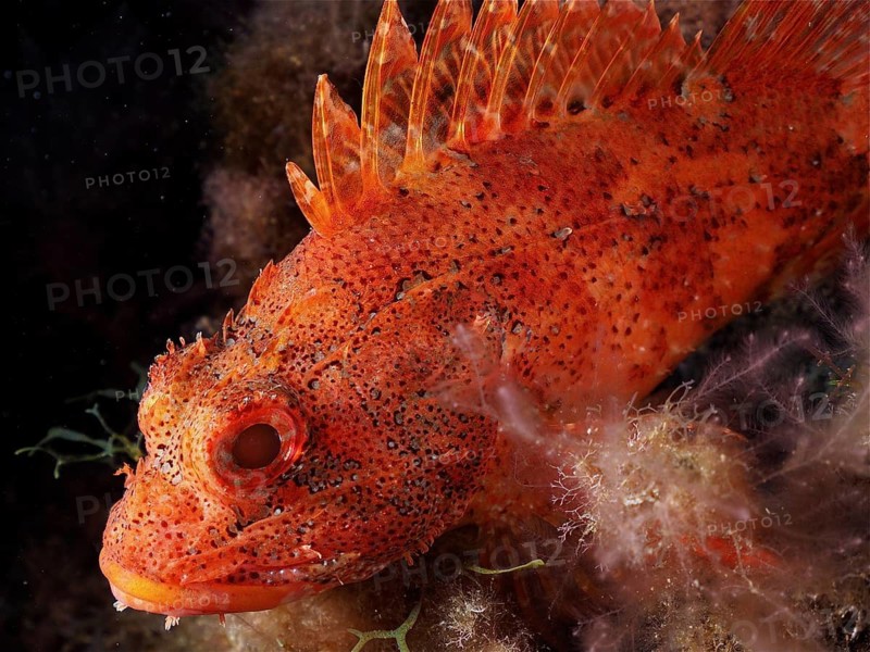 Madeira scorpionfish (Scorpaena maderensis)