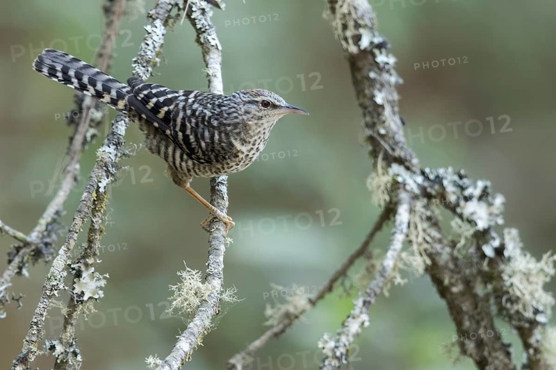 Grey-barred Wren (Campylorhynchus megalopterus) perched on a branch in Oaxaca, Mexico