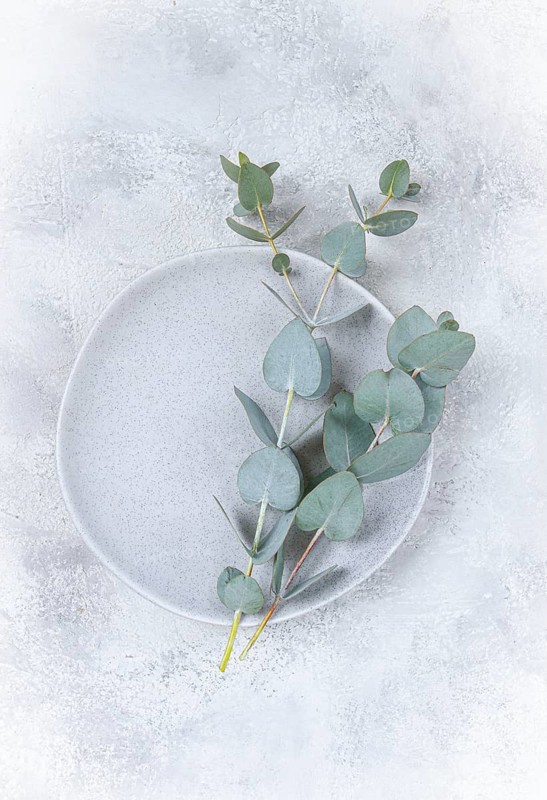 Eucalyptus branch on a grey plate, postcard, top view, no people