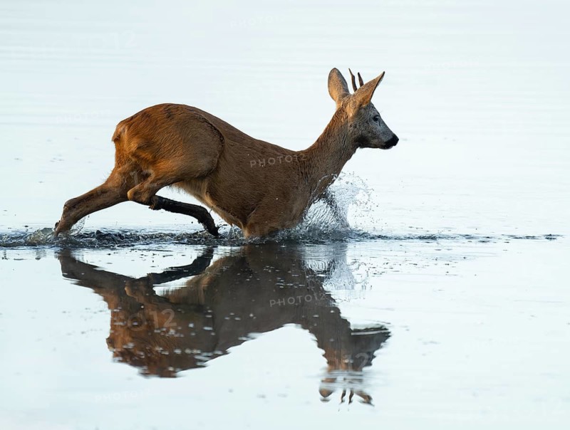 Roe deer (Capreolus capreolus), young roe buck running through the shallow water zone of a lake, warm morning light, wildlife, Lower Saxony, Germany