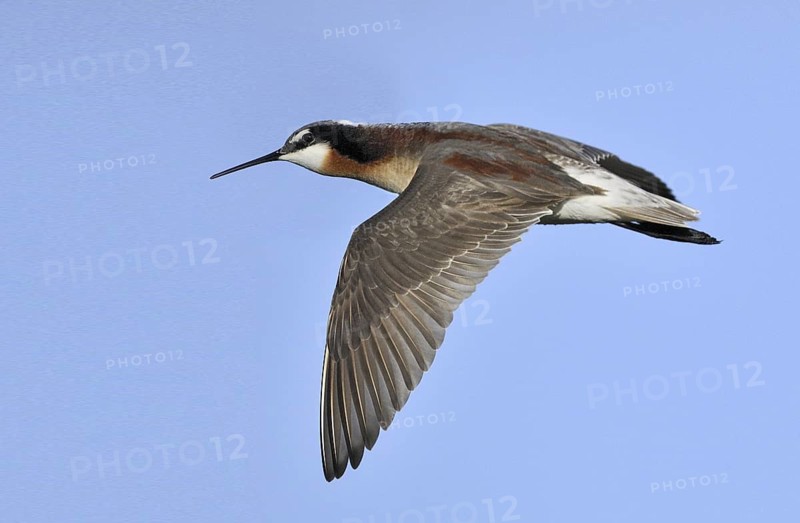 Wilson's Phalarope (Phalaropus tricolor), Alberta, Canada