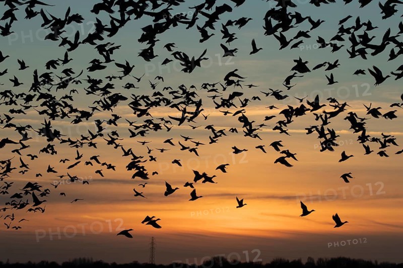 Eurasian wigeon duck (Mareca penelope) adult ducks birds taking off in flight in a large flock silhouette at sunset, RSPB Frampton marsh nature reserve, Lincolnshire, England, United Kingdom