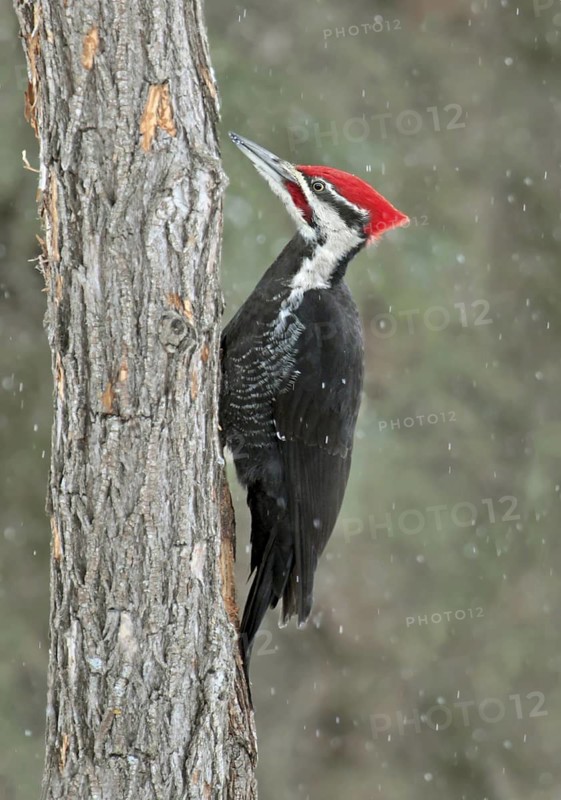 Pileated Woodpecker (Dryocopus pileatus) male, Saskatchewan, Canada