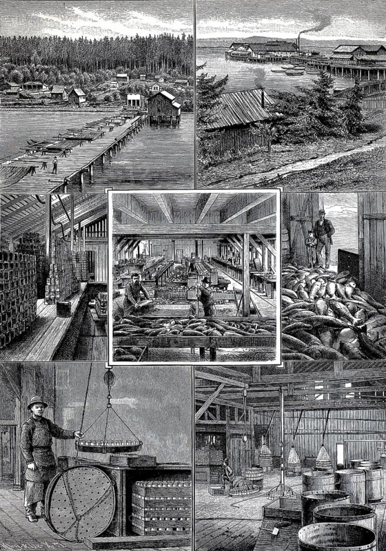 Food processing, fish, salmon processing tableau, salmon packing, from Astoria in Oregon, America, 1895, illustration, reproduction from a 19th century model. Authentic, file restored for optimal use, exact date of original unknown, historical, factory scene with workers, machines and industrial production in several pictures