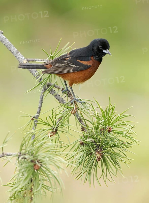 Orchard Oriole (Icterus spurius) male, Texas, USA