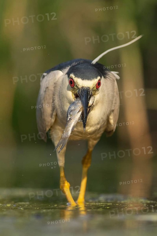 Black-crowned Night Heron (Nycticorax nycticorax) with fish prey in beak, Pusztaszer, Hungary