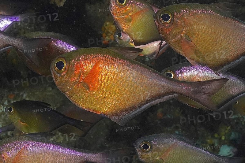 Schwenk's hatchetfish (Pempheris schwenkii)