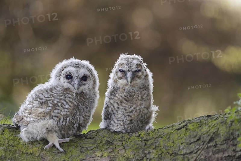 Tawny Owl (Strix aluco) juveniles, North Rhine-Westphalia, Germany