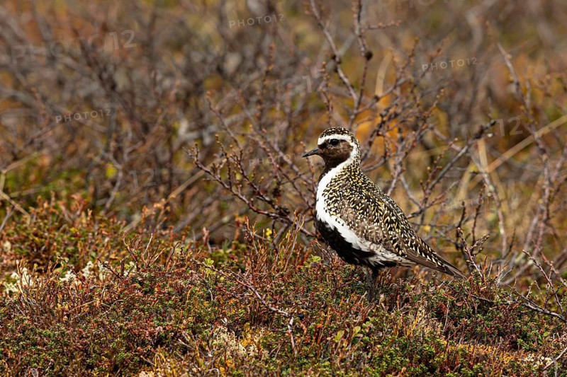 European Golden Plover (Pluvialis apricaria), Dalarna, Sweden