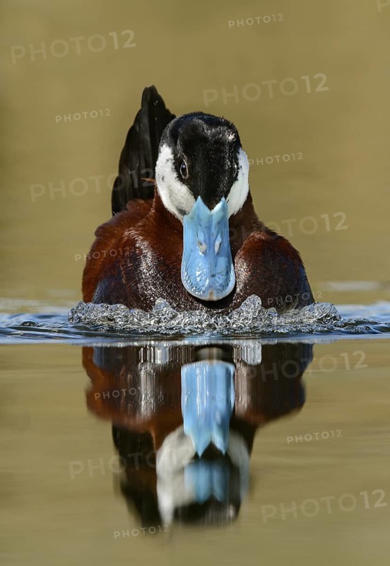 Ruddy Duck (Oxyura jamaicensis) male, British Columbia, Canada