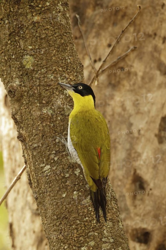 Black-headed Woodpecker (Picus erythropygius), Kaeng Krachan, Thailand