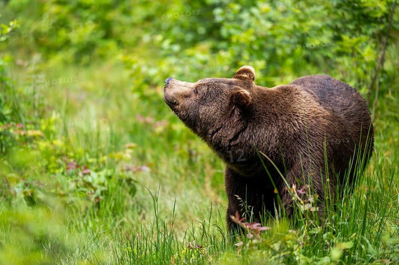 Eurasian brown bear (Ursus arctos arctos) standing between bushes, Bavarian Forest, Bavaria, Germany