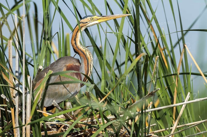 Purple Heron (Ardea purpurea) nest, Andalusia, Spain