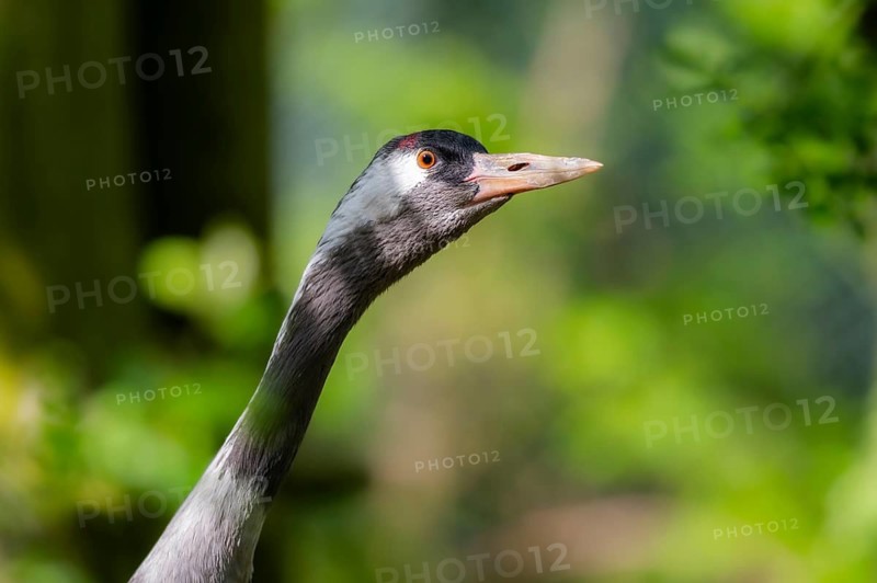 Common crane (Grus grus) in a forest in summer, Bavaria, Germany