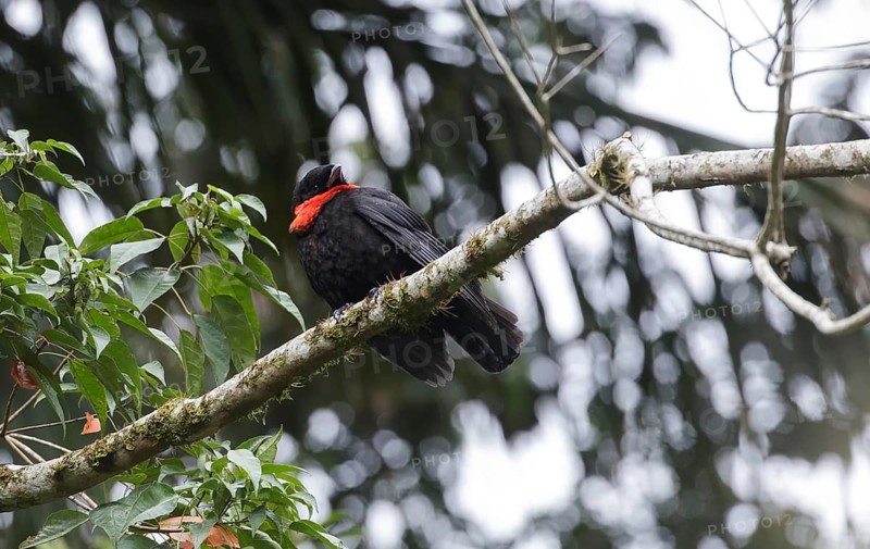 Red-ruffed Fruitcrow (Pyroderus scutatus), Atlantic rainforest, Brazil