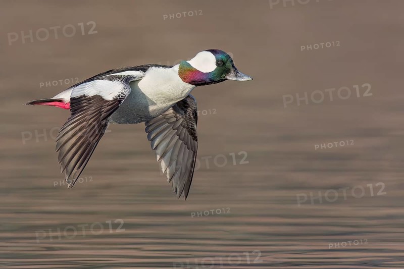 Bufflehead (Bucephala albeola) flying near Victoria, BC, Canada
