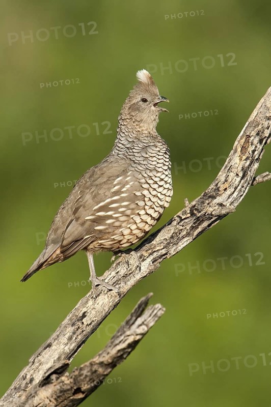 Scaled Quail (Callipepla squamata) singing, Texas, USA